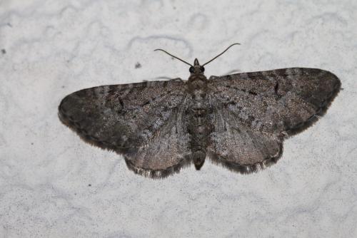 Réf. 229 993 : Eupithecia intricata